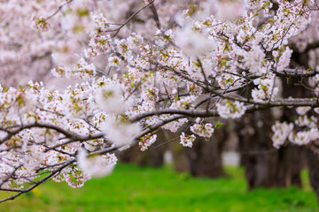 角館の桜　桧木内川　桜並木