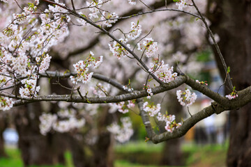 角館の桜　桧木内川　桜並木