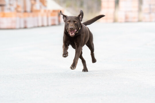 Brauner Labrador rennt freudig &uuml;ber Asphalt