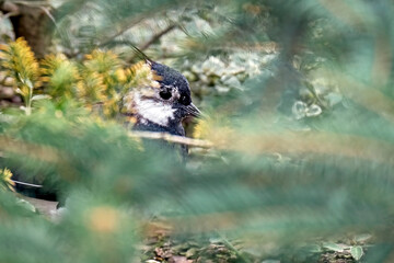 Kiebitz ( Vanellus vanellus ).