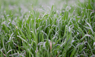 dew drops on green grass in spring morning