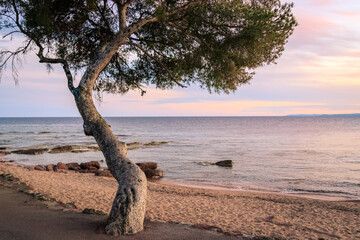 pine tree on a beach at sunset or sunrise on the French Riviera