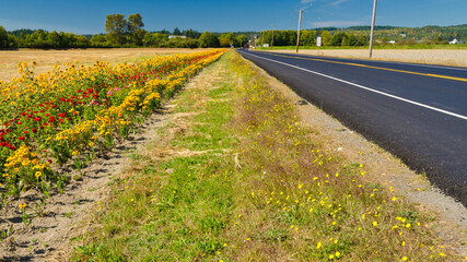 Naklejka premium a row of blossomed sunflowers over blurred country background.
