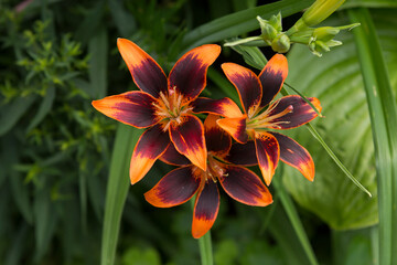 Lilies FOREVER SUSAN. Burgundy-orange three lily flowers.