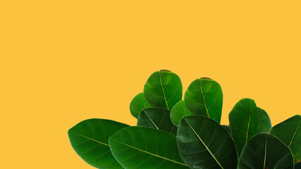 green leaves on a yellow background