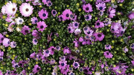 daisies Dimorphotheca blooming flower Osteospermum like background in nature