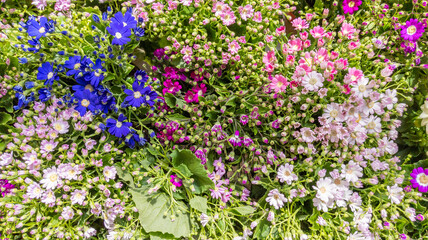 beautiful gerbera daisy colors flowers background