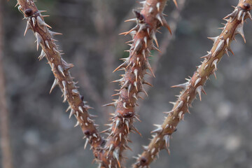 Close-up. Park rose bush with very dense thorns.