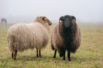 Obraz premium Two sheep in the mist. They look at camera, detail shot. Sheep feed on spring grass. Search for food. Agriculture and extensive traditional breeding