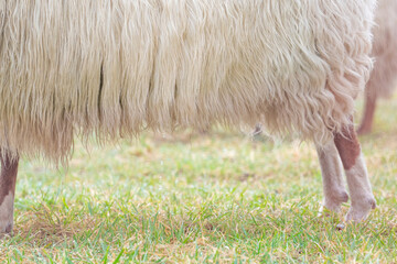 A sheep in the mist. In sideview, detail view of the wool. Farming and extensive traditional sheep breeding