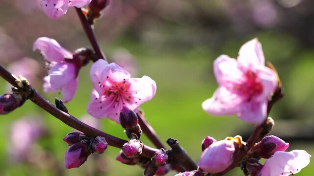 Close-up of blooming peaches in the wind in spring, in sunny weather, against a background of green grass, charming flowers in spring
