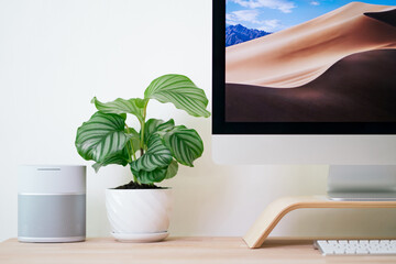 Calathea Orbifolia in white ceramic pot place between monitor and silver colour wireless speaker on wooden table. Minimalism table top setup