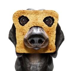 breakfast toast dog early in the morning