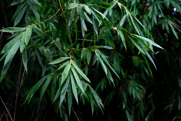 Bamboo stalk, Bamboo background in dark tone, Bamboo forest