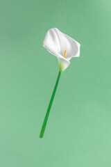 Minimal summer concept with white kala flower on bright green background. Spring, growth, bloom, positive creative idea. Copy space