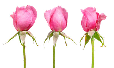 Pink rose flowers isolated on white background