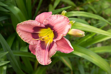 day-lily always afternoon, The flowers are large, fleshy, slightly corrugated, pink-purple with a dark plum eye and lemon throat