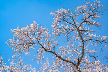 桜のイメージ