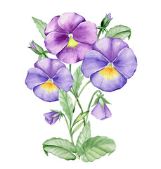 Colorful pansies. Watercolor bouquet, on an isolated background.