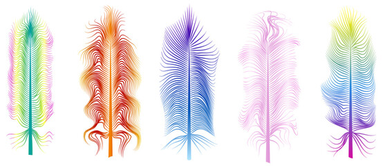 fluffy multicolored exotic bird feathers set isolated on white background