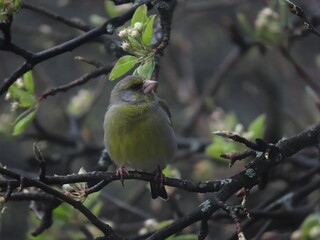 European greenfinch (Chloris chloris) perched on a snowy tree branch during a snowy cold day.