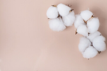 cotton flowers on a beige background under glass.Cotton branch on a linen fabric background, cotton plant. Flat lay,