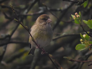 European greenfinch (Chloris chloris) perched on a snowy tree branch during a snowy cold day.