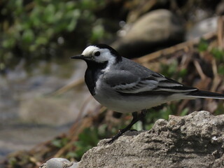 White wagtail (Motacilla alba) in perfect light making eye contact with the camera, standing in grass surface,  close-up macro.