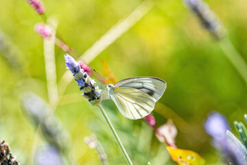 ラベンダーの花に留まるモンシロチョウ
