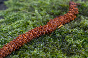 moss on the tree