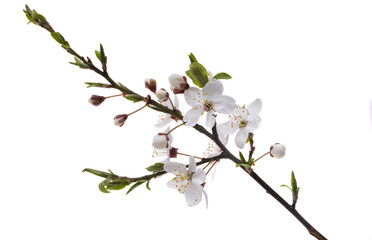 cherry blossom isolated
