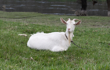 goat grazing on a green meadow