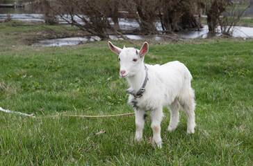 Fototapeta premium goat grazing on a green meadow