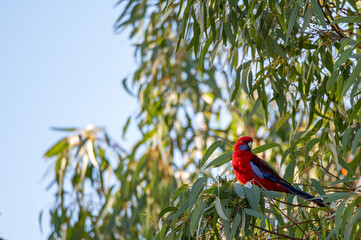 Bird in tree