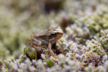 Common frog specimen just metamorphosed