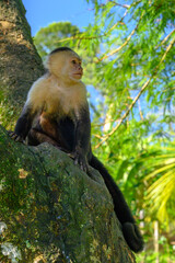 White-headed Capuchin, black monkey sitting on the tree branch in the dark tropical forest. Cebus capucinus in gree tropic vegetation. Animal in the nature habitat.
