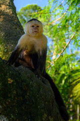 White-headed Capuchin, black monkey sitting on the tree branch in the dark tropical forest. Cebus capucinus in gree tropic vegetation. Animal in the nature habitat.