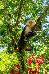White-headed Capuchin, black monkey sitting on the tree branch in the dark tropical forest. Cebus capucinus in gree tropic vegetation. Animal in the nature habitat.