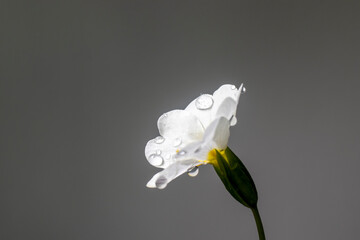 Naklejka na ściany i meble Primula blooming in March, white in color