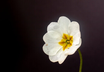 Primula blooming in March, white in color