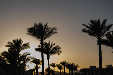 Obraz premium Summer tropical coconut palm trees against sunset sky. Neutral background. Summer and travel concept