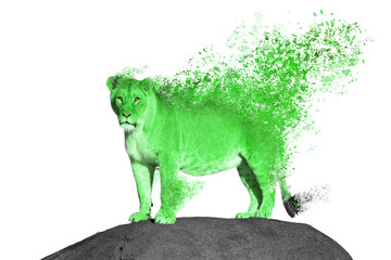 Dispersing lioness watching from a rock