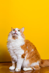 fluffy white-red cat in shock looks up on a yellow background, copy space from above