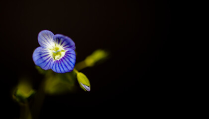 small blue wild flower, macro photo. isolated on the background