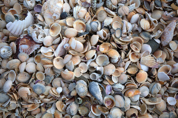 Sea Shells Seashells Panorama - assorted shells / pebbles