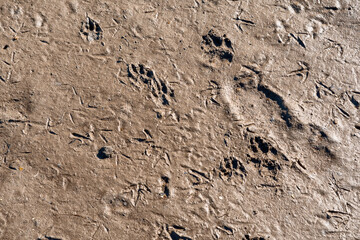 Animal prints on a wet sand. Birds and dog marks on the ground