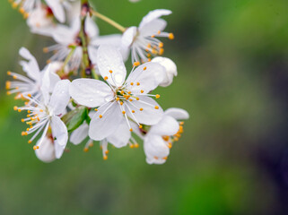 Little blooming flowers in spring