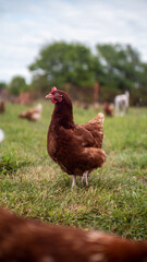 Huhn auf einem Feld // Chicken on field 
