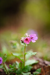 spring flowers in the garden