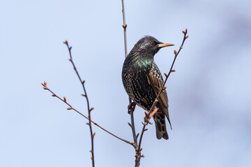 beautiful common starling sitting on a branch